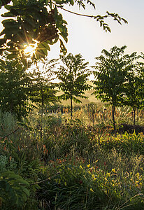 Erntezeit im Agroforst