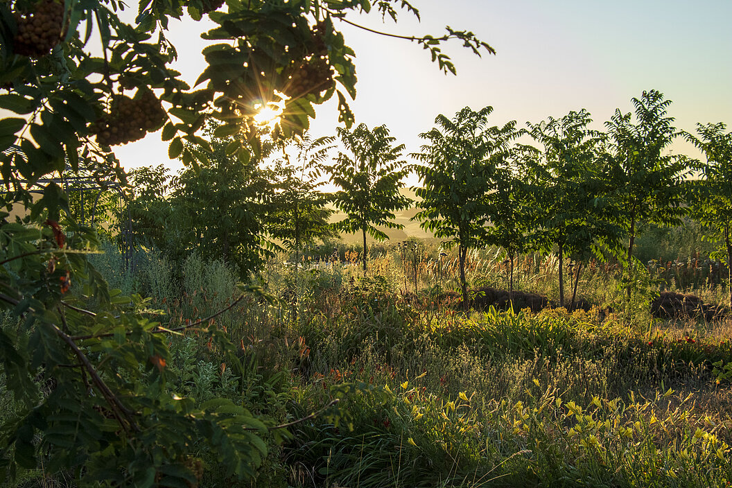 Agroforst Humusland im Gegenlicht Agroforst-Fläche von Humusland im Sonnenlicht mit jungen Bäumen und Wildkräutern