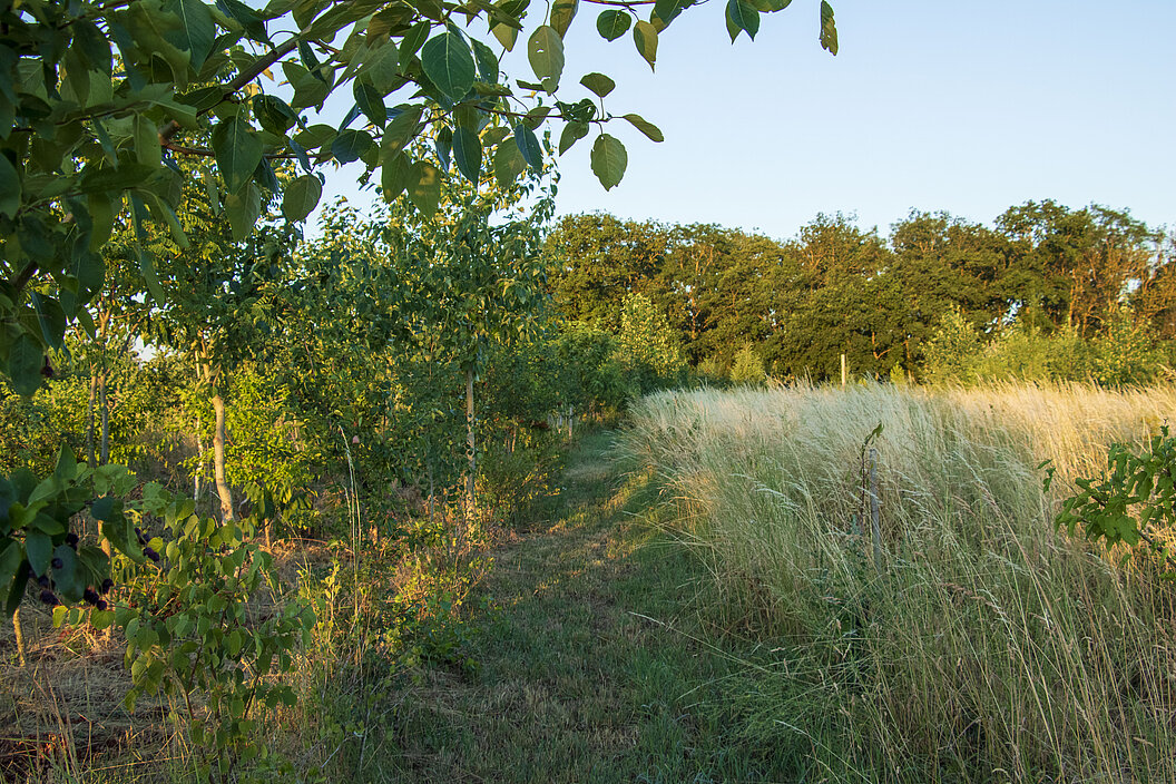 Humusland Agroforst Baumreihen Agroforst von Humusland – junge Baumreihen neben Wildwiese