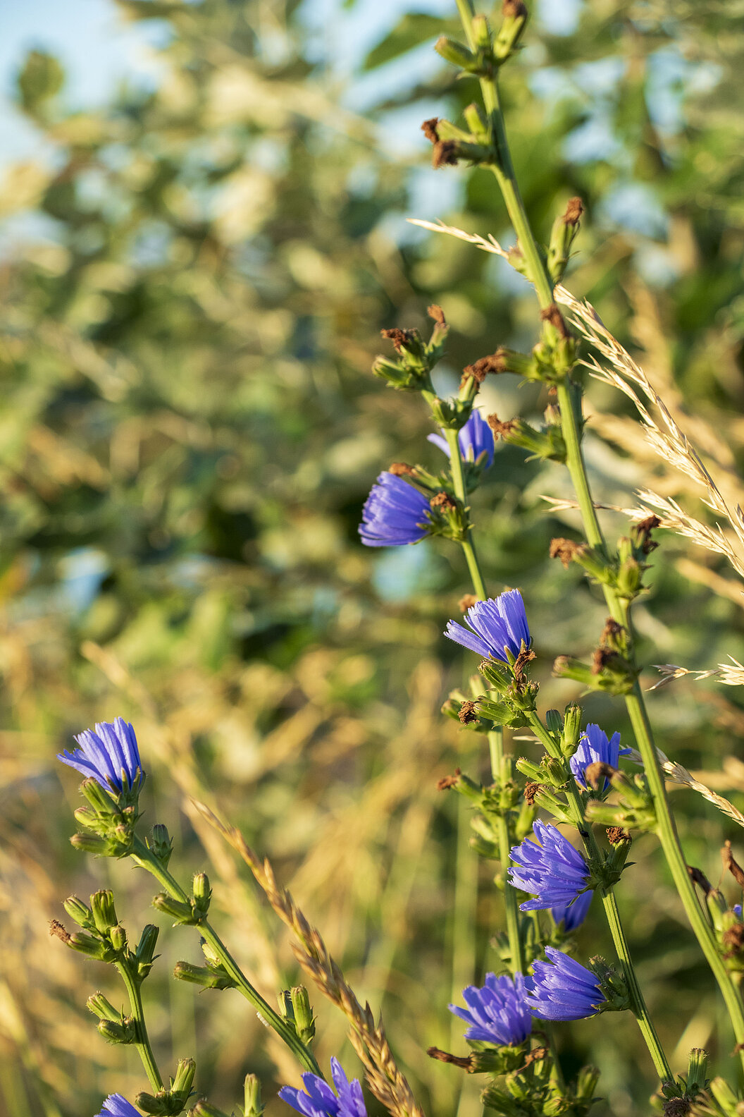 Humusland Wegwarte Blüte Blühende Wegwarte im Agroforst von Humusland