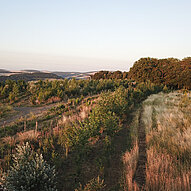 Agroforst auf dem Humusland-Hof im Abendlicht