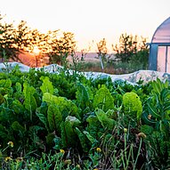 Gemüsebeet bei Humusland im Morgenlicht vor dem Gewächshaus