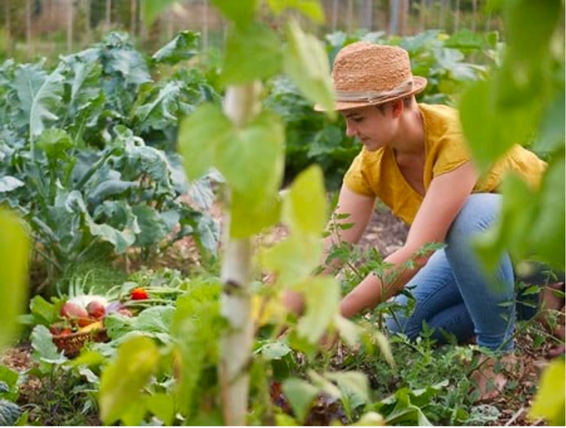 Professionelle Vorbereitung: Boden und Bepflanzung
